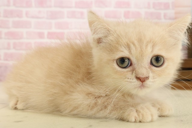 福岡県のエキゾチック (Coo&RIKU行橋店/2025年9月2日生まれ/男の子/クリームタビー)の子猫の2枚目の画像