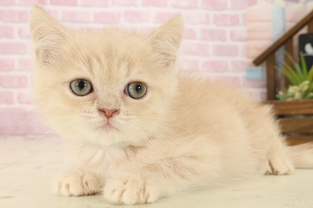 福岡県のエキゾチック (Coo&RIKU行橋店/2025年9月2日生まれ/男の子/クリームタビー)の子猫の3枚目の画像