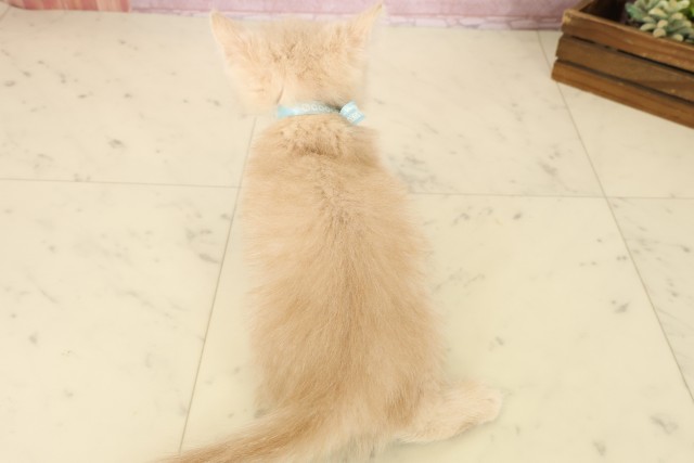 福岡県のエキゾチック (Coo&RIKU行橋店/2025年9月2日生まれ/男の子/クリームタビー)の子猫の4枚目の画像