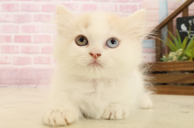 福岡県のミヌエット (Coo&RIKUゆめタウン飯塚店/2025年8月29日生まれ/女の子/クリームタビーホワイト)の子猫