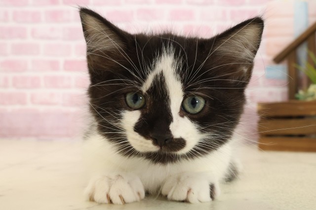 熊本県のラガマフィン (Coo&RIKU宇土シティモール店/2025年8月31日生まれ/男の子/ブラックホワイト)の子猫