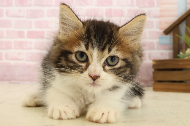 島根県のマンチカン (Coo&RIKU出雲店/2025年9月1日生まれ/男の子/ブラウンタビーホワイト)の子猫