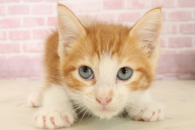 広島県のマンチカン (Coo&RIKU福山店/2025年9月1日生まれ/男の子/レッドタビーホワイト)の子猫