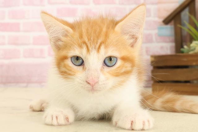 徳島県のマンチカン (Coo&RIKU徳島店/2025年9月1日生まれ/女の子/レッドタビーホワイト)の子猫の1枚目の画像