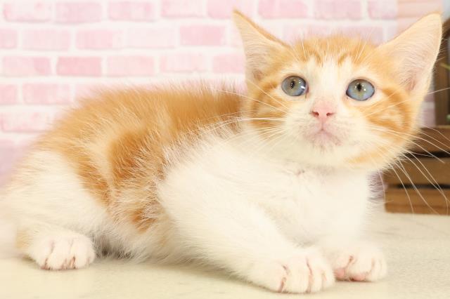 徳島県のマンチカン (Coo&RIKU徳島店/2025年9月1日生まれ/女の子/レッドタビーホワイト)の子猫の2枚目の画像