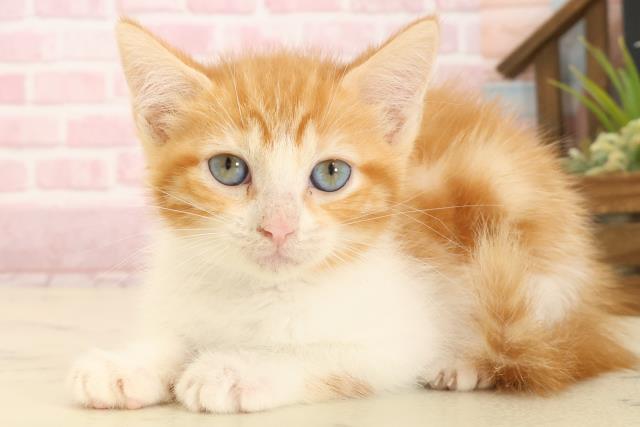 徳島県のマンチカン (Coo&RIKU徳島店/2025年9月1日生まれ/女の子/レッドタビーホワイト)の子猫の3枚目の画像