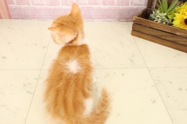 徳島県のマンチカン (Coo&RIKU徳島店/2025年9月1日生まれ/女の子/レッドタビーホワイト)の子猫の4枚目の画像