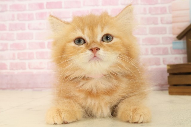 福岡県のスコティッシュフォールド (Coo&RIKU福岡東店/2025年8月26日生まれ/女の子/レッドタビー)の子猫