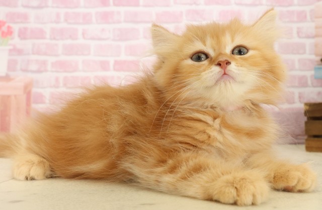 福岡県のスコティッシュフォールド (Coo&RIKU福岡東店/2025年8月26日生まれ/女の子/レッドタビー)の子猫の2枚目の画像