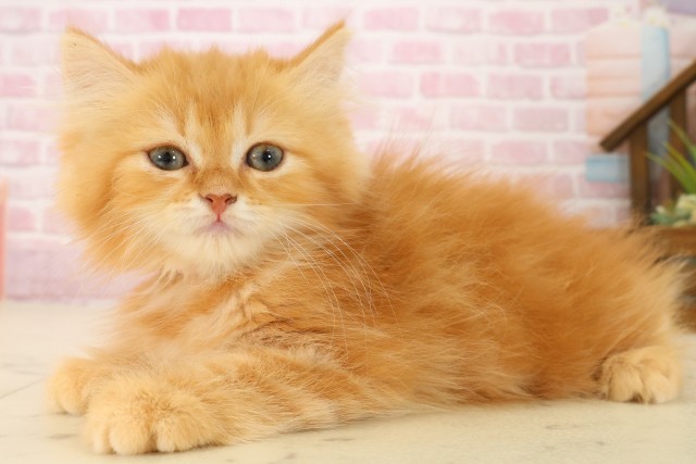 福岡県のスコティッシュフォールド (Coo&RIKU福岡東店/2025年8月26日生まれ/女の子/レッドタビー)の子猫の3枚目の画像