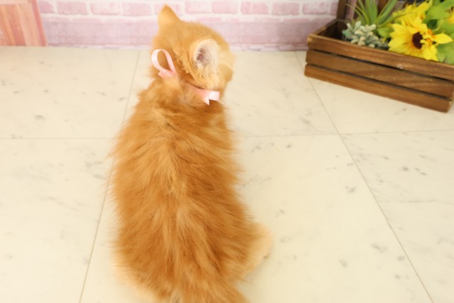 福岡県のスコティッシュフォールド (Coo&RIKU福岡東店/2025年8月26日生まれ/女の子/レッドタビー)の子猫の4枚目の画像