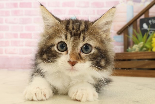 長崎県のノルウェージャンフォレストキャット (Coo&RIKU長崎浜町店/2025年8月12日生まれ/男の子/ブラウンタビーホワイト)の子猫