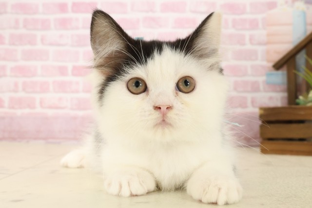 長崎県のラガマフィン (Coo&RIKU長崎佐世保店/2025年8月10日生まれ/男の子/ブラックホワイト)の子猫