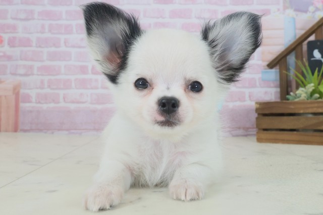 福岡県のチワワ(ロング) (Coo&RIKU福岡西店/2025年9月2日生まれ/男の子/ホワイトブラック)の子犬