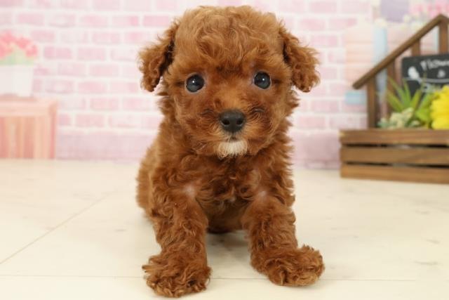 福岡県のトイプードル(トイ) (Coo&RIKUゆめタウン飯塚店/2025年9月6日生まれ/女の子/レッド)の子犬の1枚目の画像