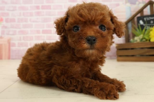 福岡県のトイプードル(トイ) (Coo&RIKUゆめタウン飯塚店/2025年9月6日生まれ/女の子/レッド)の子犬の2枚目の画像