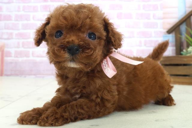 福岡県のトイプードル(トイ) (Coo&RIKUゆめタウン飯塚店/2025年9月6日生まれ/女の子/レッド)の子犬の3枚目の画像