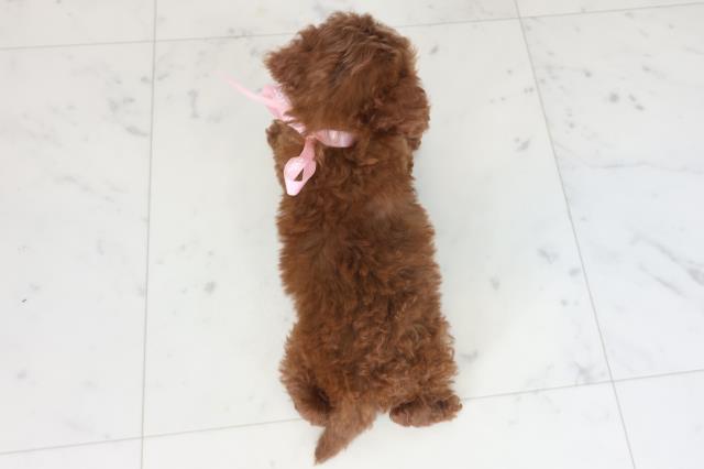 福岡県のトイプードル(トイ) (Coo&RIKUゆめタウン飯塚店/2025年9月6日生まれ/女の子/レッド)の子犬の4枚目の画像