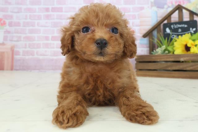 広島県のトイプードル(トイ) (Coo&RIKU広島北店/2025年9月6日生まれ/女の子/アプリコット)の子犬