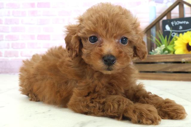 広島県のトイプードル(トイ) (Coo&RIKU広島北店/2025年9月6日生まれ/女の子/アプリコット)の子犬の2枚目の画像