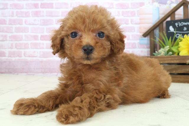 広島県のトイプードル(トイ) (Coo&RIKU広島北店/2025年9月6日生まれ/女の子/アプリコット)の子犬の3枚目の画像