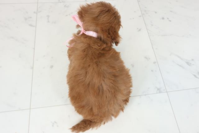 広島県のトイプードル(トイ) (Coo&RIKU広島北店/2025年9月6日生まれ/女の子/アプリコット)の子犬の4枚目の画像