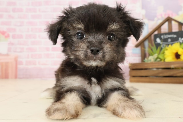 広島県のチワマル/マルチワ(チワワ×マルチーズ) (Coo&RIKU東広島店/2025年9月5日生まれ/男の子/ブラックタンホワイト)の子犬