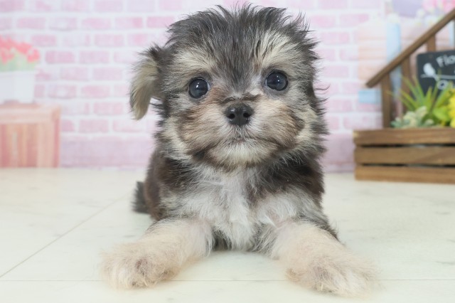 香川県のチワマル/マルチワ(チワワ×マルチーズ) (Coo&RIKU高松上福岡店/2025年9月5日生まれ/男の子/ブラックタンホワイト)の子犬の1枚目の画像