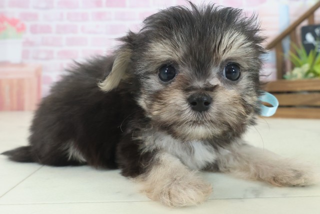 香川県のチワマル/マルチワ(チワワ×マルチーズ) (Coo&RIKU高松上福岡店/2025年9月5日生まれ/男の子/ブラックタンホワイト)の子犬の2枚目の画像