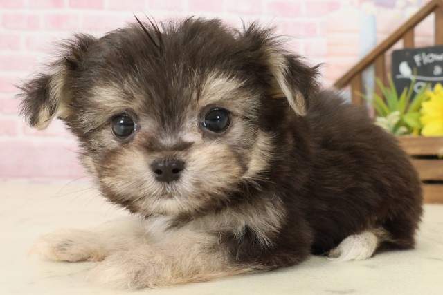 香川県のチワマル/マルチワ(チワワ×マルチーズ) (Coo&RIKU高松上福岡店/2025年9月5日生まれ/男の子/ブラックタンホワイト)の子犬の3枚目の画像