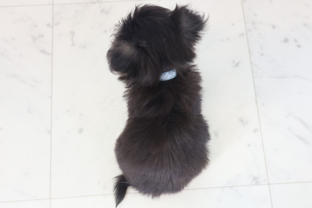 香川県のチワマル/マルチワ(チワワ×マルチーズ) (Coo&RIKU高松上福岡店/2025年9月5日生まれ/男の子/ブラックタンホワイト)の子犬の4枚目の画像