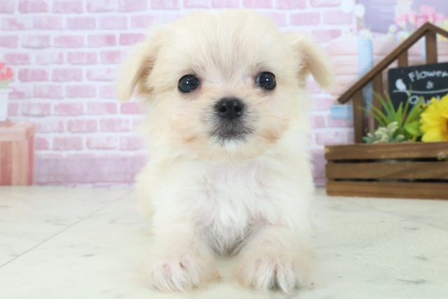 岡山県のチワマル/マルチワ(チワワ×マルチーズ) (Coo&RIKU岡山店/2025年9月5日生まれ/男の子/クリーム)の子犬