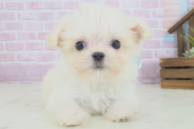 佐賀県のチワマル/マルチワ(チワワ×マルチーズ) (Coo&RIKU佐賀神埼店/2025年9月5日生まれ/男の子/クリーム)の子犬