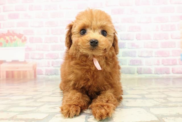 トイ・プードル