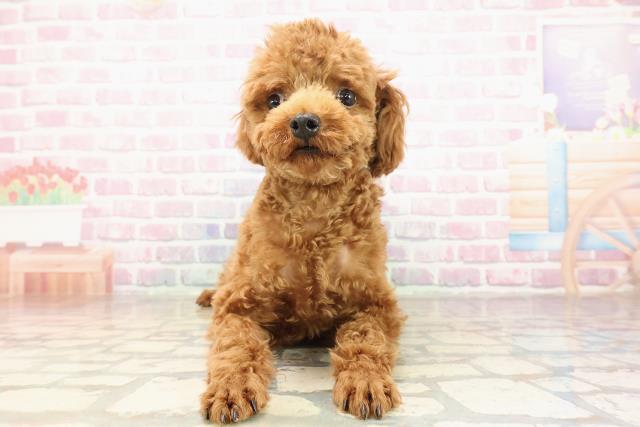 トイ・プードル