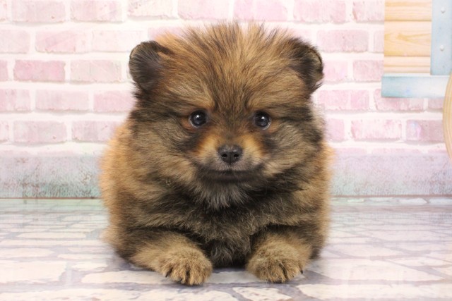 兵庫県のポメラニアン (Coo&RIKU神戸三宮店/2025年9月7日生まれ/女の子/オレンジ)の子犬の1枚目の画像