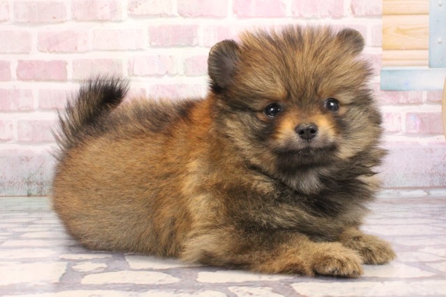 兵庫県のポメラニアン (Coo&RIKU神戸三宮店/2025年9月7日生まれ/女の子/オレンジ)の子犬の2枚目の画像