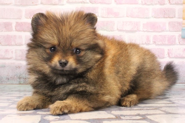 兵庫県のポメラニアン (Coo&RIKU神戸三宮店/2025年9月7日生まれ/女の子/オレンジ)の子犬の3枚目の画像