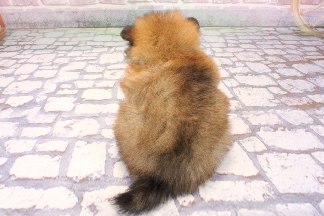 兵庫県のポメラニアン (Coo&RIKU神戸三宮店/2025年9月7日生まれ/女の子/オレンジ)の子犬の4枚目の画像