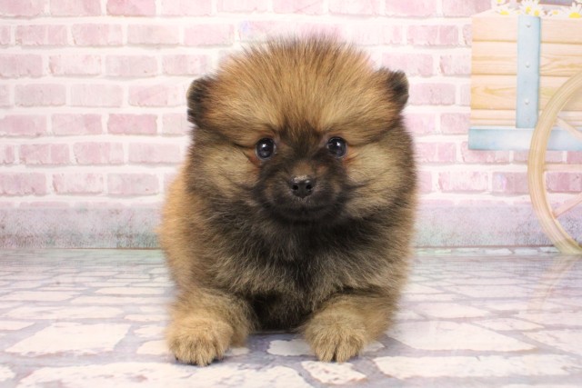 大阪府のポメラニアン (Coo&RIKU高槻店/2025年9月7日生まれ/男の子/オレンジ)の子犬の1枚目の画像