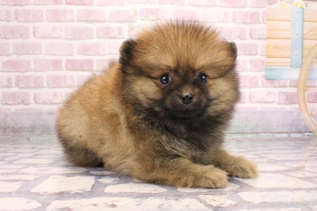 大阪府のポメラニアン (Coo&RIKU高槻店/2025年9月7日生まれ/男の子/オレンジ)の子犬の2枚目の画像