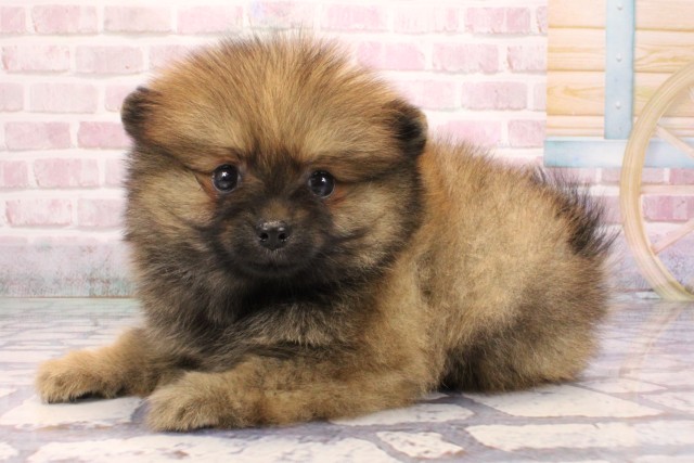 大阪府のポメラニアン (Coo&RIKU高槻店/2025年9月7日生まれ/男の子/オレンジ)の子犬の3枚目の画像