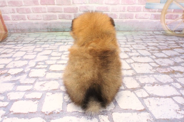 大阪府のポメラニアン (Coo&RIKU高槻店/2025年9月7日生まれ/男の子/オレンジ)の子犬の4枚目の画像