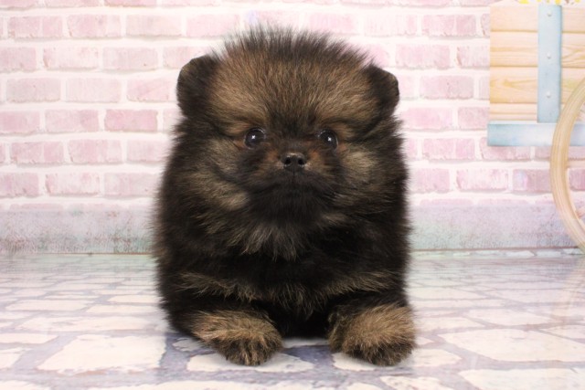 大阪府のポメラニアン (Coo&RIKU枚方店/2025年9月7日生まれ/男の子/オレンジセーブル)の子犬の1枚目の画像