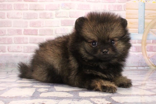 大阪府のポメラニアン (Coo&RIKU枚方店/2025年9月7日生まれ/男の子/オレンジセーブル)の子犬の2枚目の画像