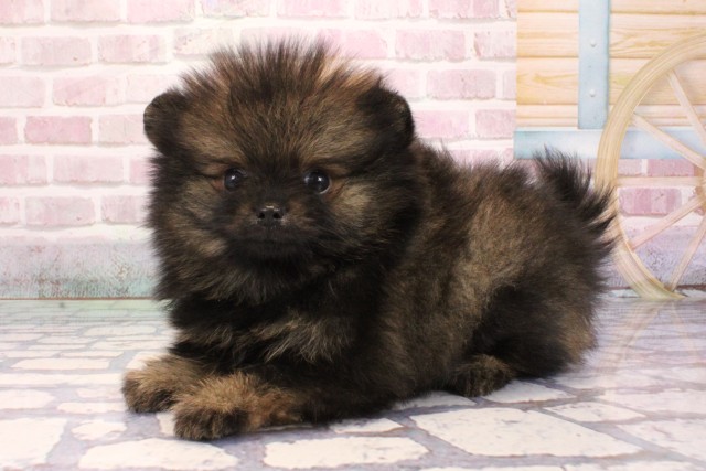 大阪府のポメラニアン (Coo&RIKU枚方店/2025年9月7日生まれ/男の子/オレンジセーブル)の子犬の3枚目の画像