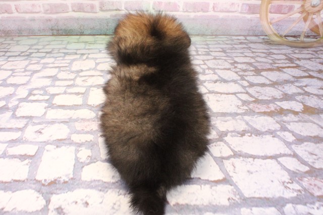 大阪府のポメラニアン (Coo&RIKU枚方店/2025年9月7日生まれ/男の子/オレンジセーブル)の子犬の4枚目の画像