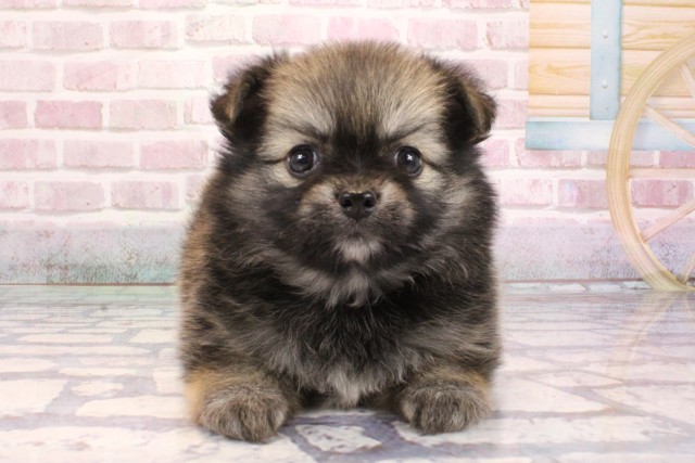 兵庫県のポメチワ/チワポメ/ポメチー(ポメラニアン×チワワ) (Coo&RIKU神戸三宮店/2025年9月6日生まれ/女の子/セーブル)の子犬の1枚目の画像