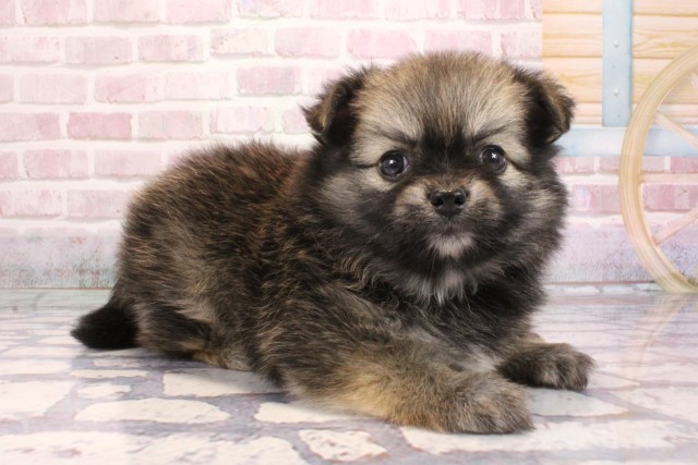 兵庫県のポメチワ/チワポメ/ポメチー(ポメラニアン×チワワ) (Coo&RIKU神戸三宮店/2025年9月6日生まれ/女の子/セーブル)の子犬の2枚目の画像