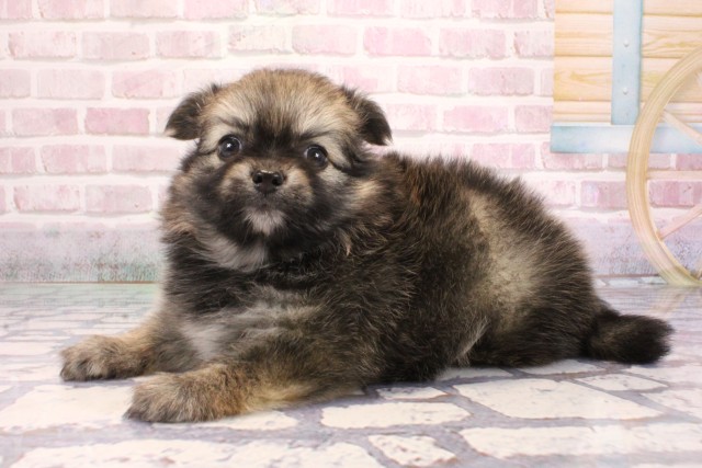 兵庫県のポメチワ/チワポメ/ポメチー(ポメラニアン×チワワ) (Coo&RIKU神戸三宮店/2025年9月6日生まれ/女の子/セーブル)の子犬の3枚目の画像